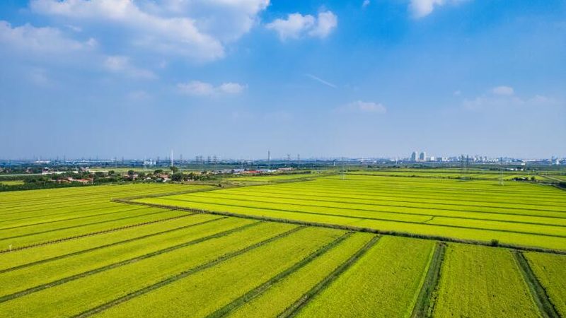 河南粮食种植合作社收费标准解析：合理定价背后的考量因素