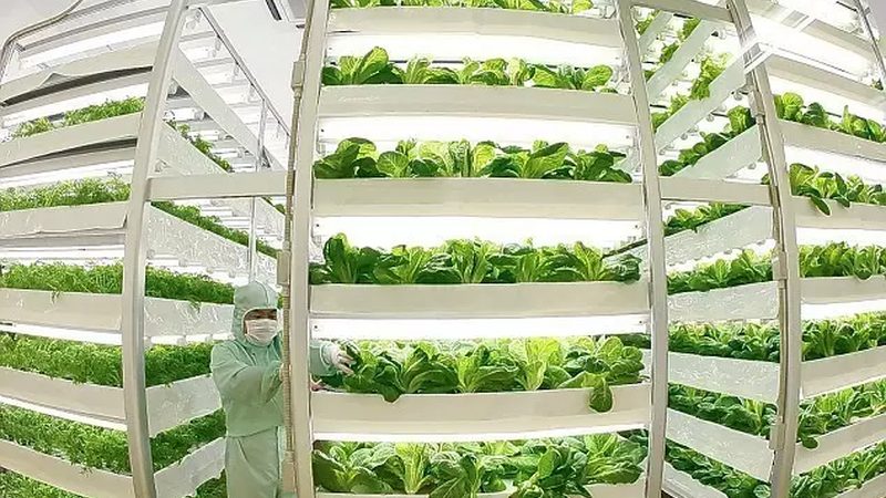 蓝莓水肥一体化配方肥比例：精准施肥，提升蓝莓产量与品质