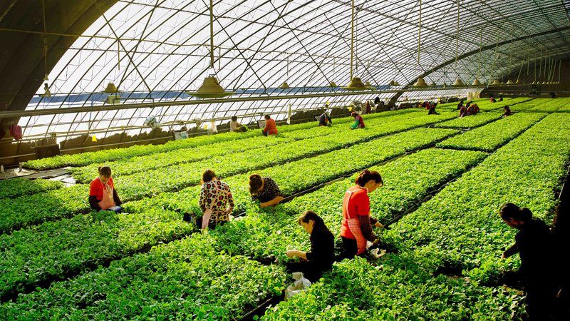 成都蔬菜配送公司哪家靠谱