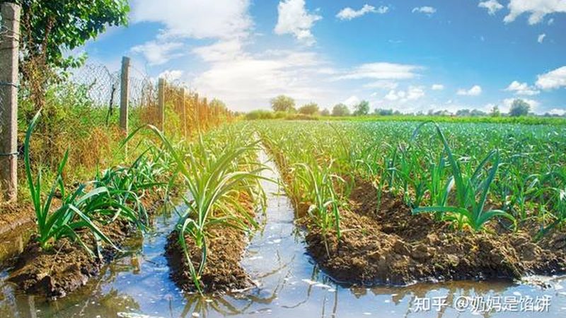 生鲜配送合同模板：保障成都地区农产品供应链的关键